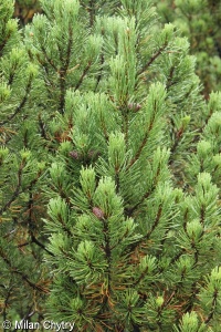 Pinus ×ascendens – borovice vystoupavá