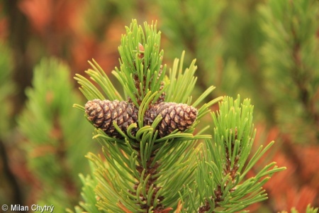 Pinus ×ascendens – borovice vystoupavá