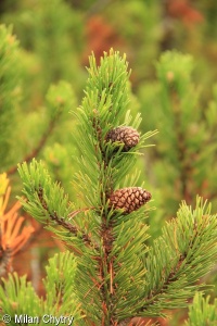 Pinus ×ascendens nothosubsp. skalickyi – borovice vystoupavá Skalického