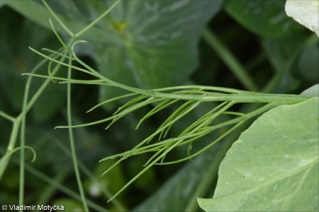 Pisum sativum &ndash; hrách setý