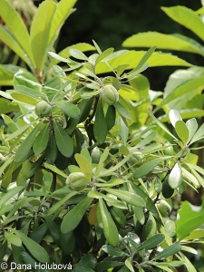 Pittosporum crassifolium