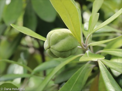 Pittosporum crassifolium