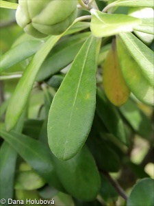 Pittosporum crassifolium