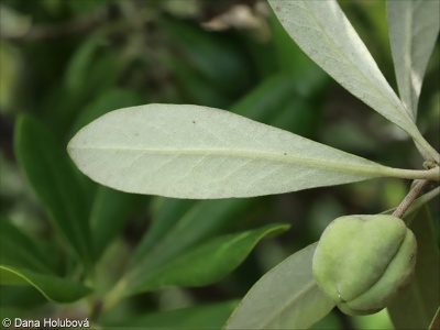 Pittosporum crassifolium