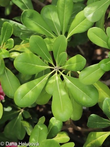 Pittosporum tobira