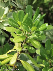 Pittosporum tobira