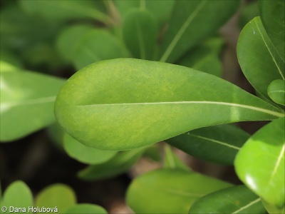 Pittosporum tobira