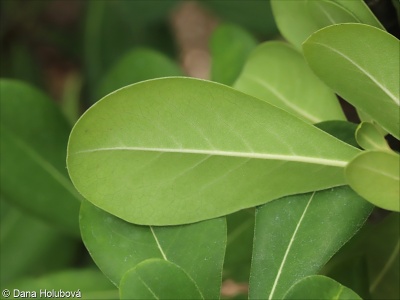 Pittosporum tobira