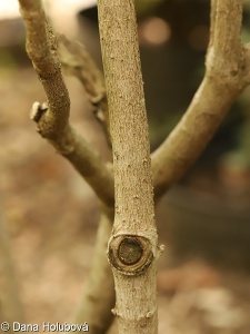 Pittosporum tobira