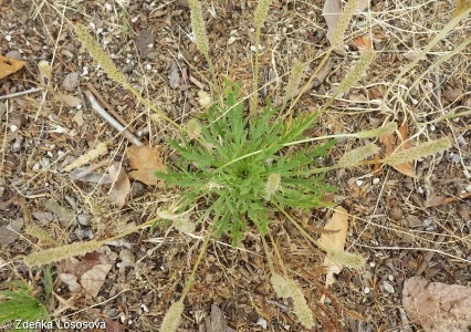 Plantago coronopus subsp. coronopus – jitrocel vraní nožka pravý