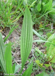 Plantago lanceolata – jitrocel kopinatý