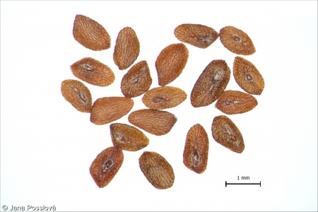 Plantago major – jitrocel větší
