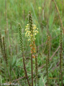 Plantago maritima subsp. ciliata – jitrocel přímořský brvitý