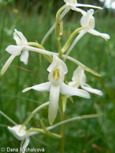 Platanthera bifolia – vemeník dvoulistý