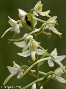 Platanthera bifolia aggr.