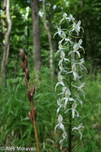 Platanthera bifolia aggr.