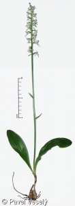 Platanthera bifolia agg. – okruh vemeníku dvoulistého