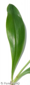 Platanthera bifolia – vemeník dvoulistý