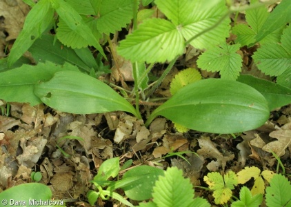 Platanthera bifolia agg. – okruh vemeníku dvoulistého