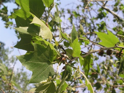 Platanus ×hispanica – platan javorolistý