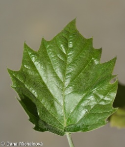 Platanus ×hispanica – platan javorolistý