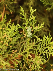 Platycladus orientalis – zeravec východní