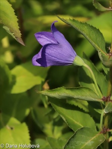 Platycodon grandiflorus