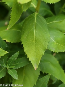 Platycodon grandiflorus