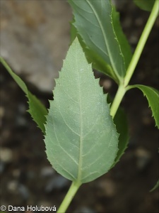 Platycodon grandiflorus