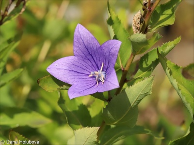 Platycodon grandiflorus