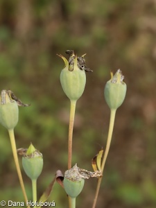 Platycodon grandiflorus