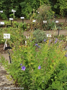 Platycodon grandiflorus