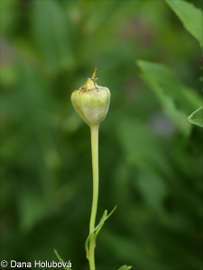 Platycodon grandiflorus