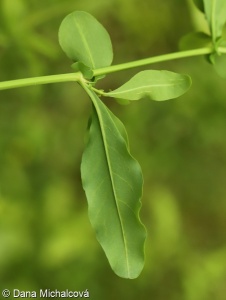 Plumbago auriculata – olověnec ouškatý
