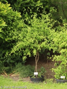 Plumbago auriculata – olověnec ouškatý