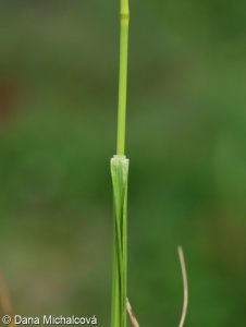 Poa angustifolia – lipnice úzkolistá