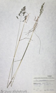 Poa angustifolia – lipnice úzkolistá