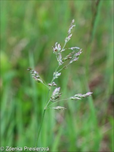 Poa pratensis