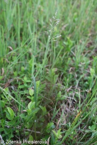 Poa pratensis subsp. irrigata