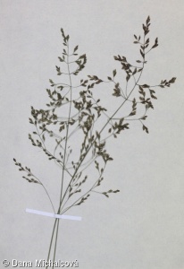 Poa palustris – lipnice bahenní