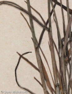 Poa riphaea – lipnice jesenická