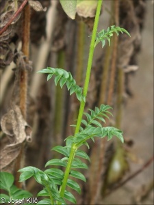 Polemonium caeruleum – jirnice modrá