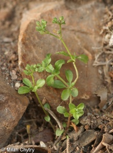 Polycarpon tetraphyllum – kýlatka čtyřlistá