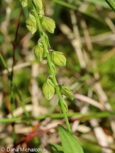 Polygala serpyllifolia – vítod douškolistý