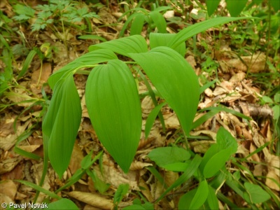 Polygonatum glaberrimum