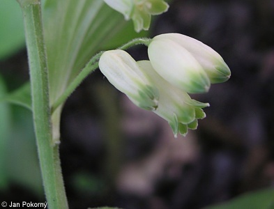 Polygonatum latifolium – kokořík širolistý