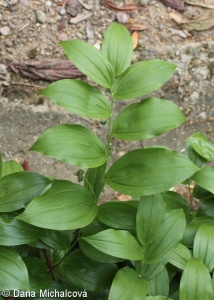 Polygonatum latifolium – kokořík širolistý