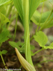 Polygonatum odoratum – kokořík vonný