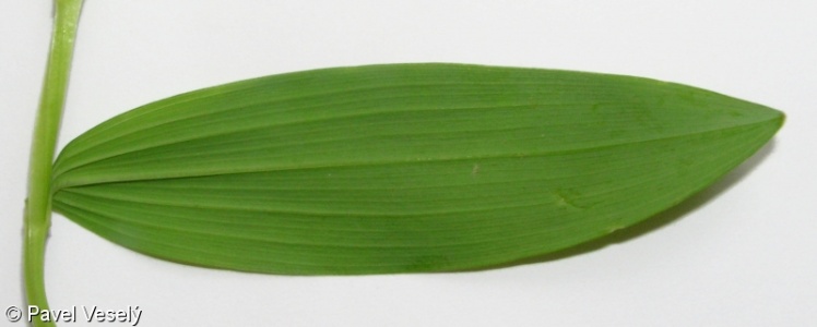 Polygonatum odoratum – kokořík vonný