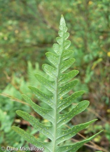Polypodium vulgare agg. – okruh osladiče obecného